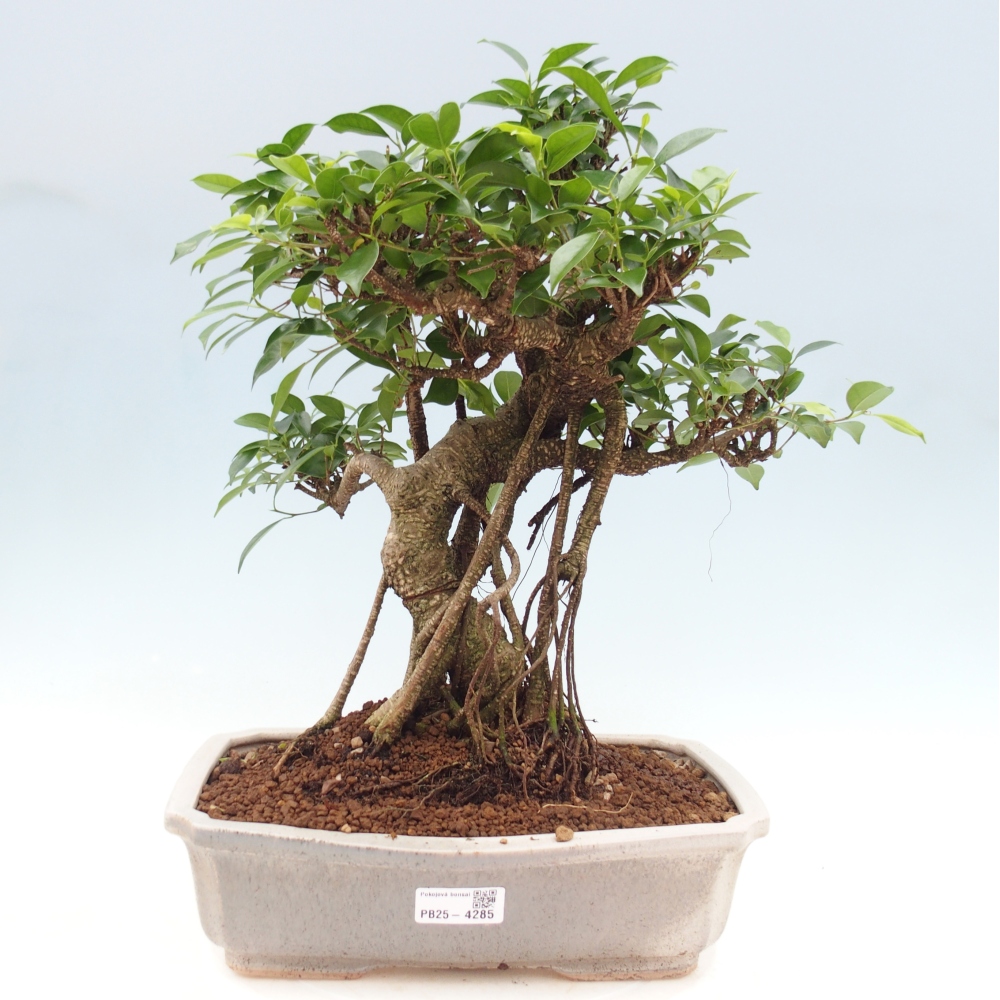 Room bonsai - Ficus retusa - small-leaved ficus
