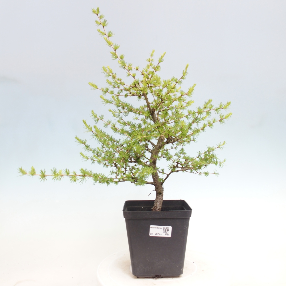 Outdoor bonsai -Larix decidua - Larch