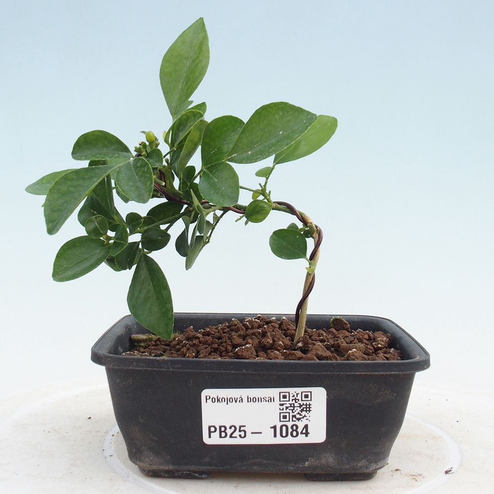Room bonsai - Muraya paniculata