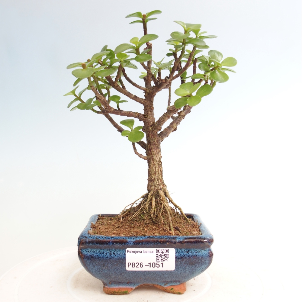 Room bonsai - Portulakaria Afra - Tlustice