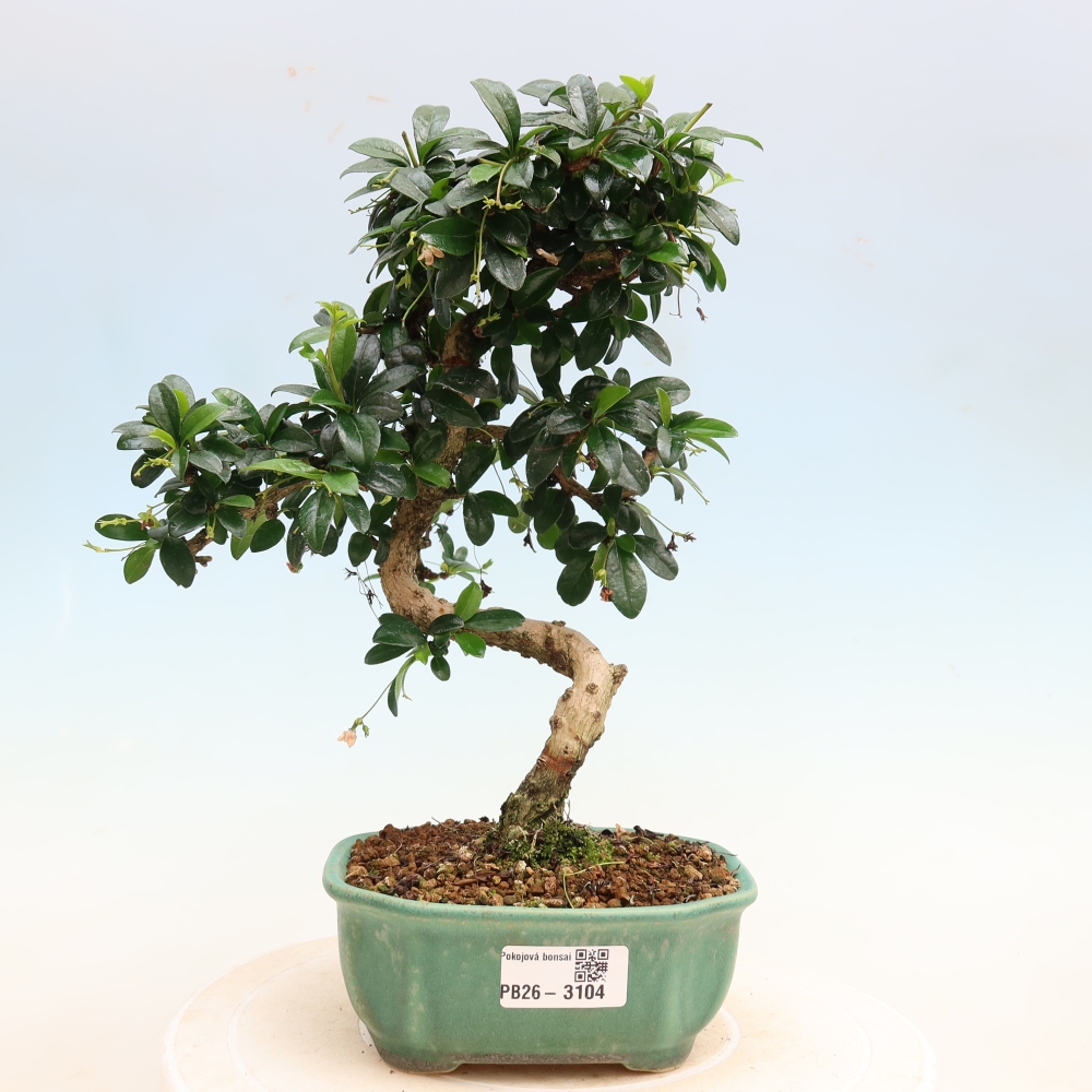 Room bonsai - Carmona macrophylla - Tea fuki
