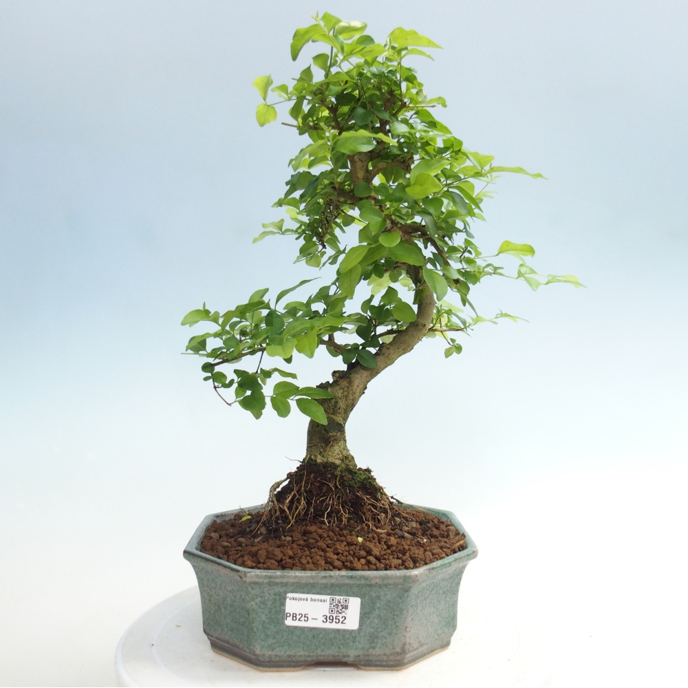 Room bonsai -Ligustrum chinensis - Birds Beak