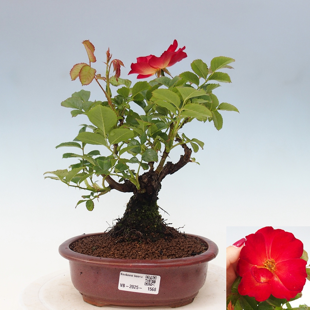 Outdoor bonsai - Rosa Kordes -  rose