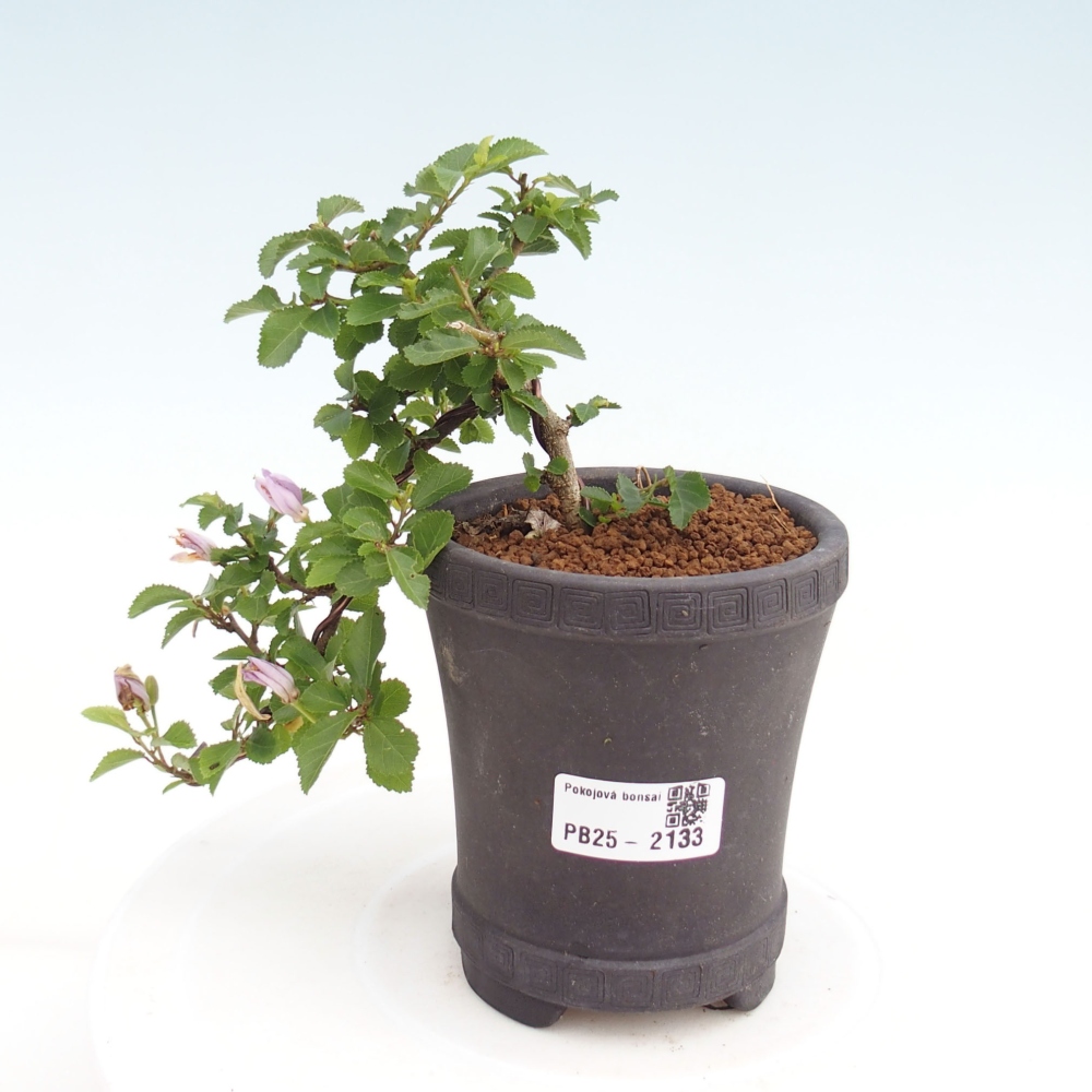 Indoor bonsai - Grewia occidentalis - Lavender star