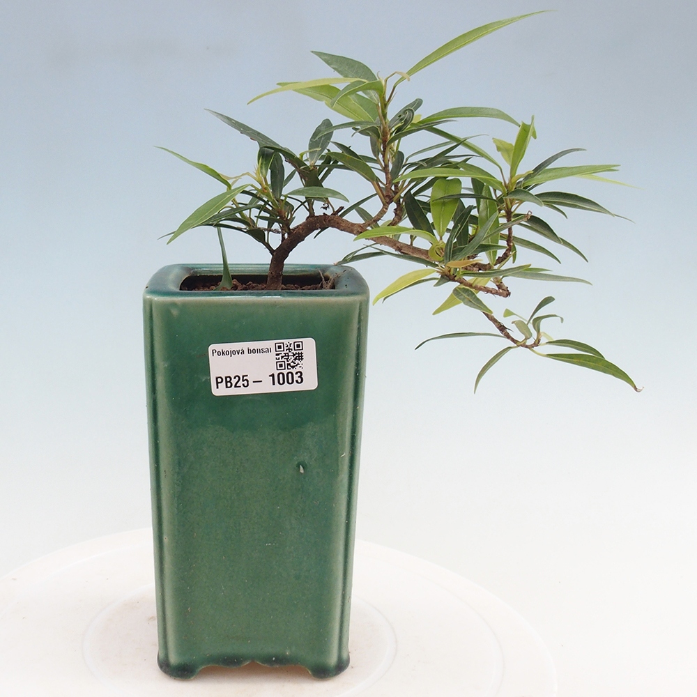 Indoor bonsai - Ficus nerifolia - small-leaved ficus