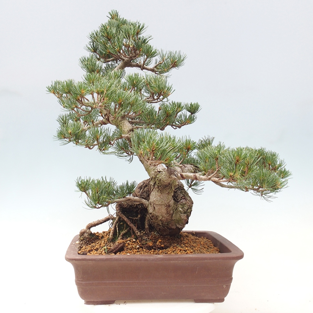Outdoor bonsai - Pinus parviflora - Pinus parviflora