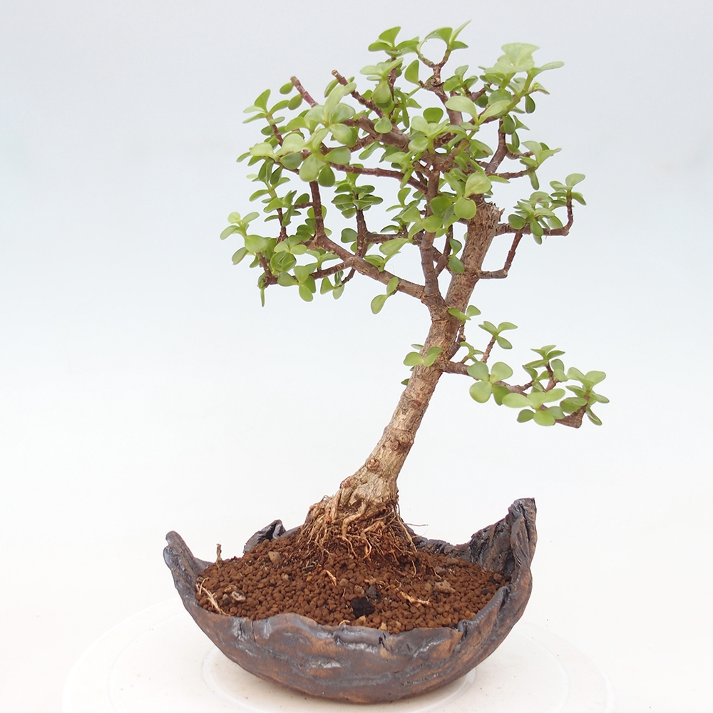 Room bonsai - Portulakaria Afra - Tlustice