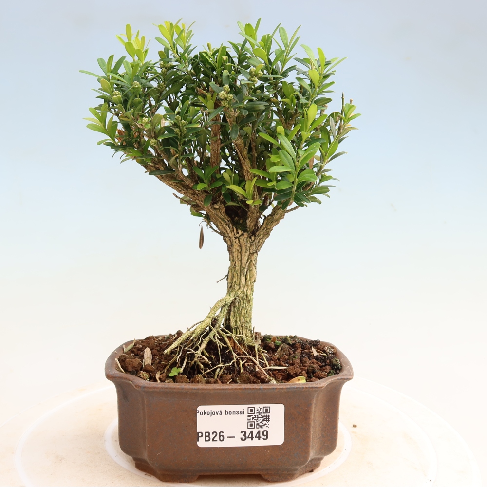 Room bonsai - Buxus harlandii - cork buxus