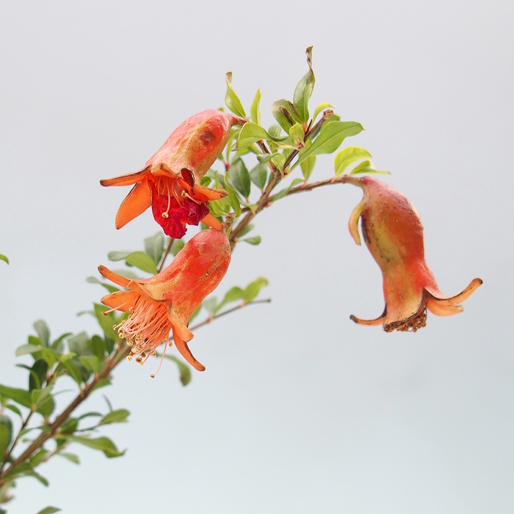 Room bonsai-PUNICA granatum nana-Pomegranate