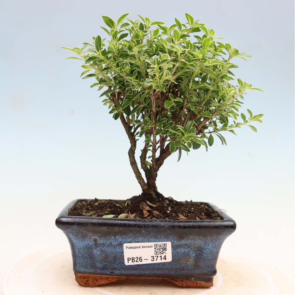 Indoor Bonsai - Serissa foetida Variegata - Tree of a Thousand Stars