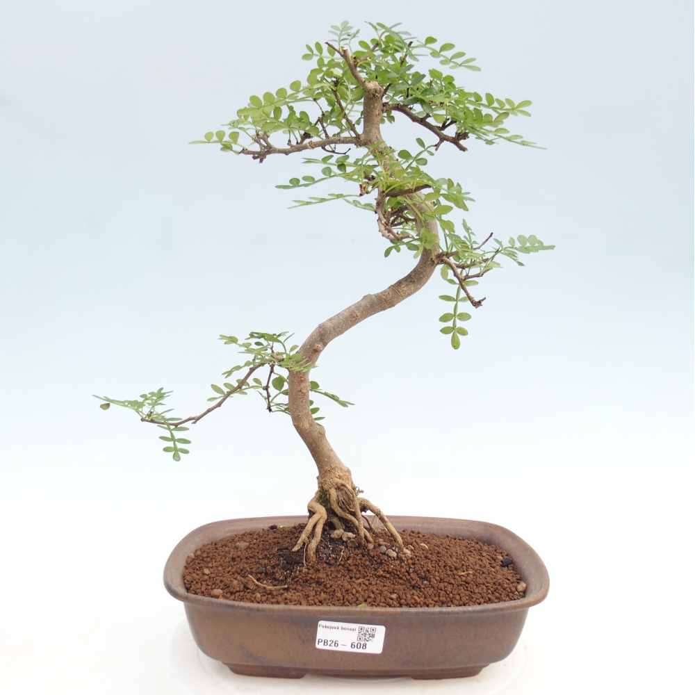 Room bonsai - Zantoxylum piperitum - pepper tree