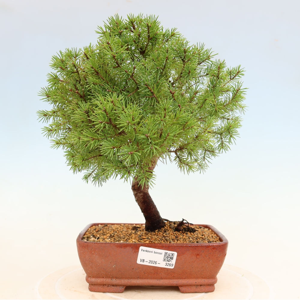 Outdoor bonsai - Spruce - Picea glauca globe