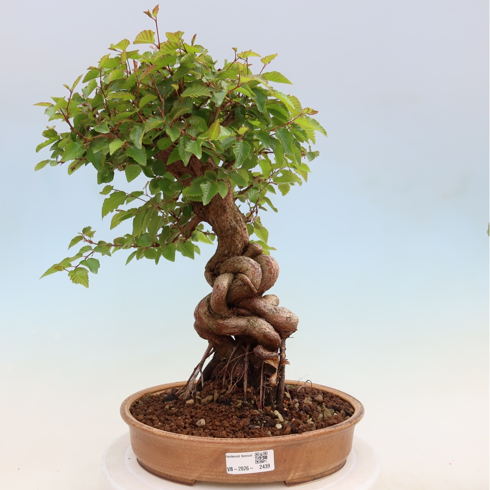 Outdoor bonsai -Carpinus coreana - Korean Hornbeam