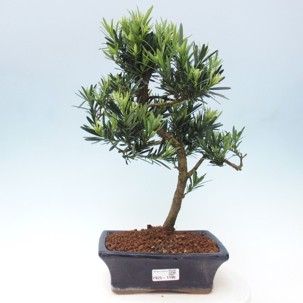 Indoor bonsai - Podocarpus - Stone thous