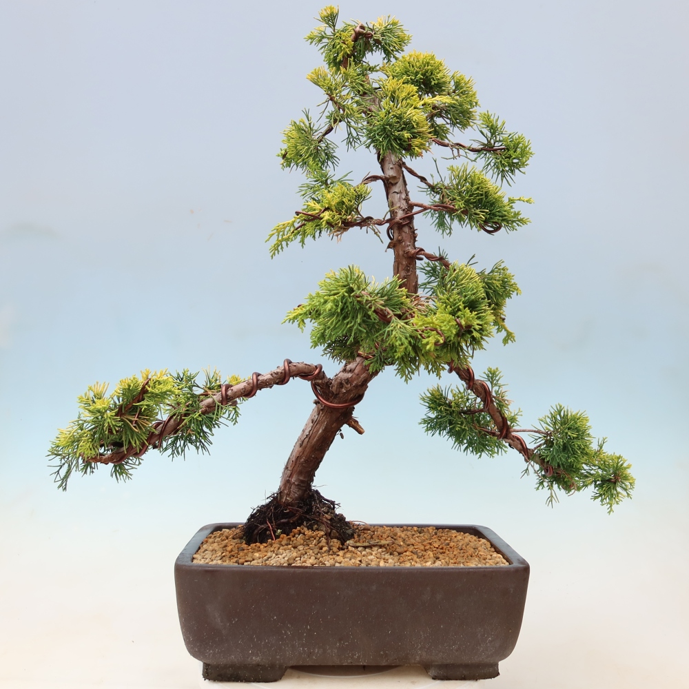 Outdoor Bonsai - Juniperus chinensis 'aurea' - Golden Chinese Juniper