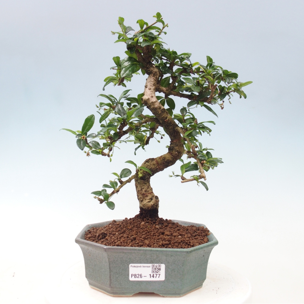 Room bonsai - Carmona macrophylla - Tea fuki