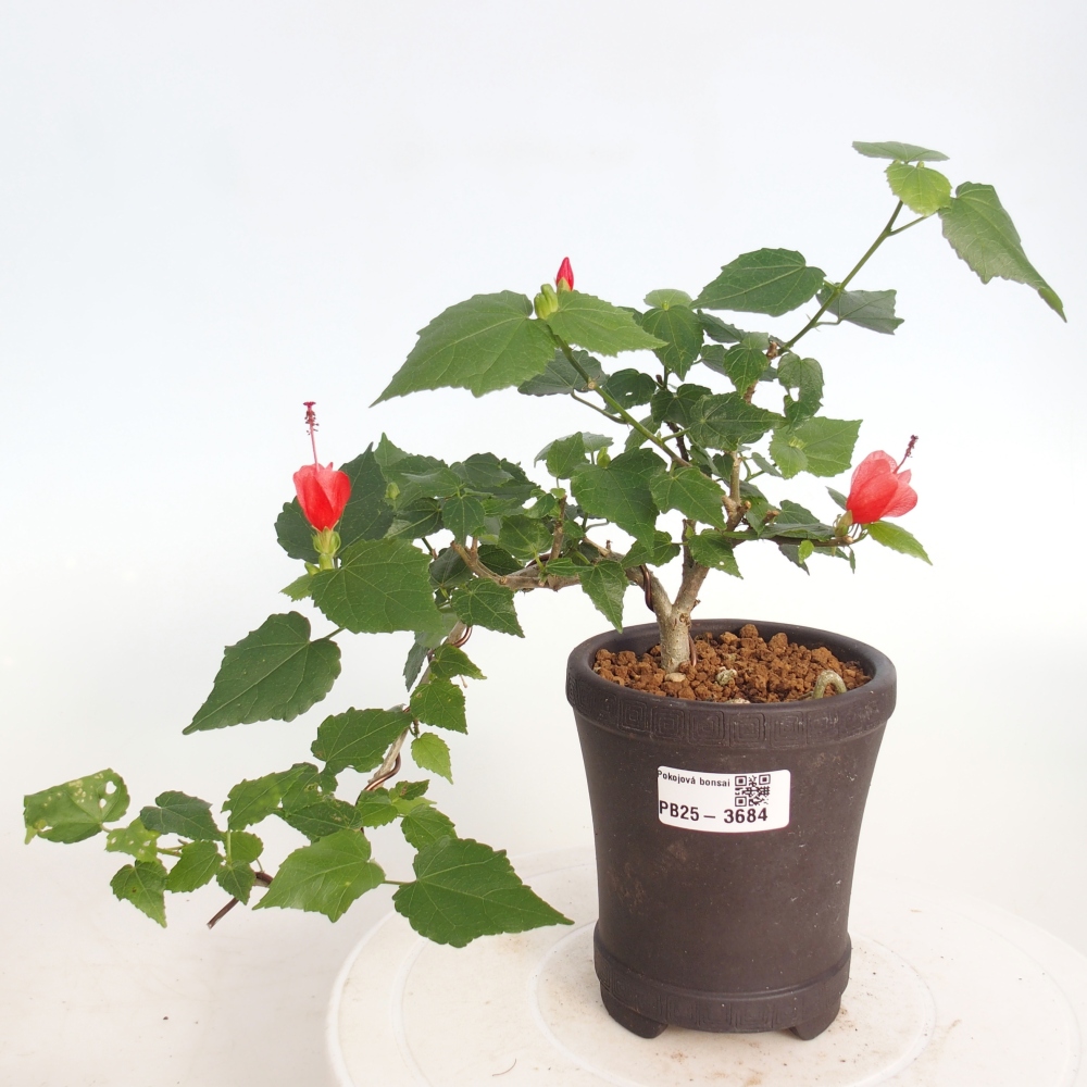 Indoor bonsai - Malvaviscus arboreus