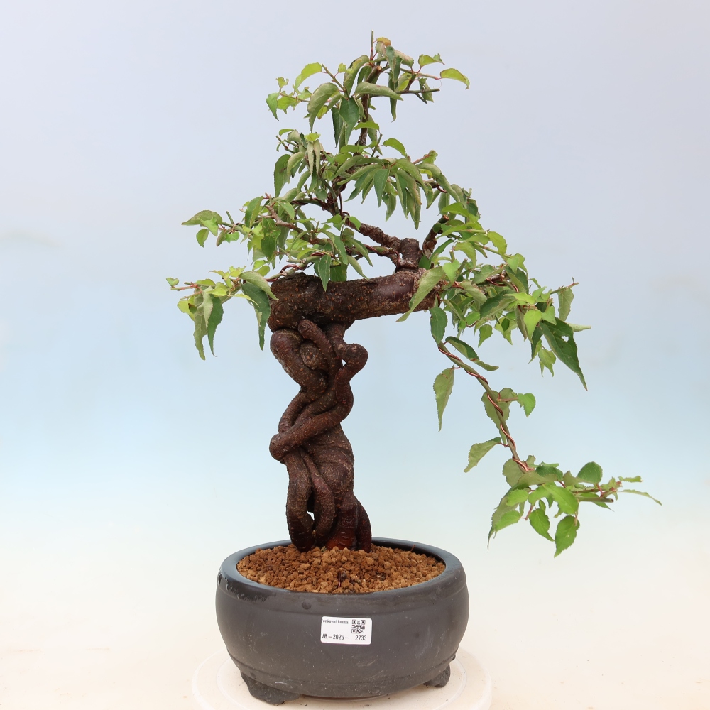 Outdoor Bonsai - Japanese Apricot - Prunus Mume