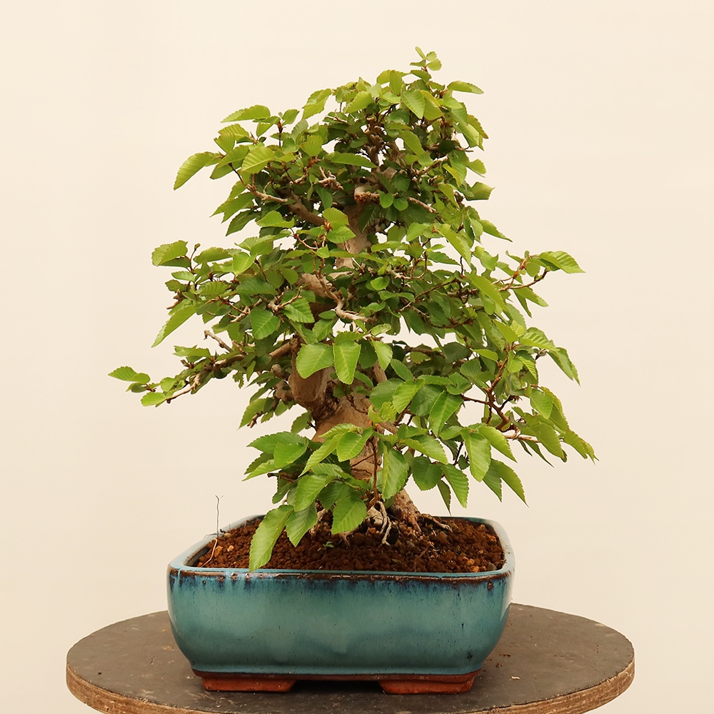 Outdoor bonsai - Carpinus Coreana - Korean hornbeam