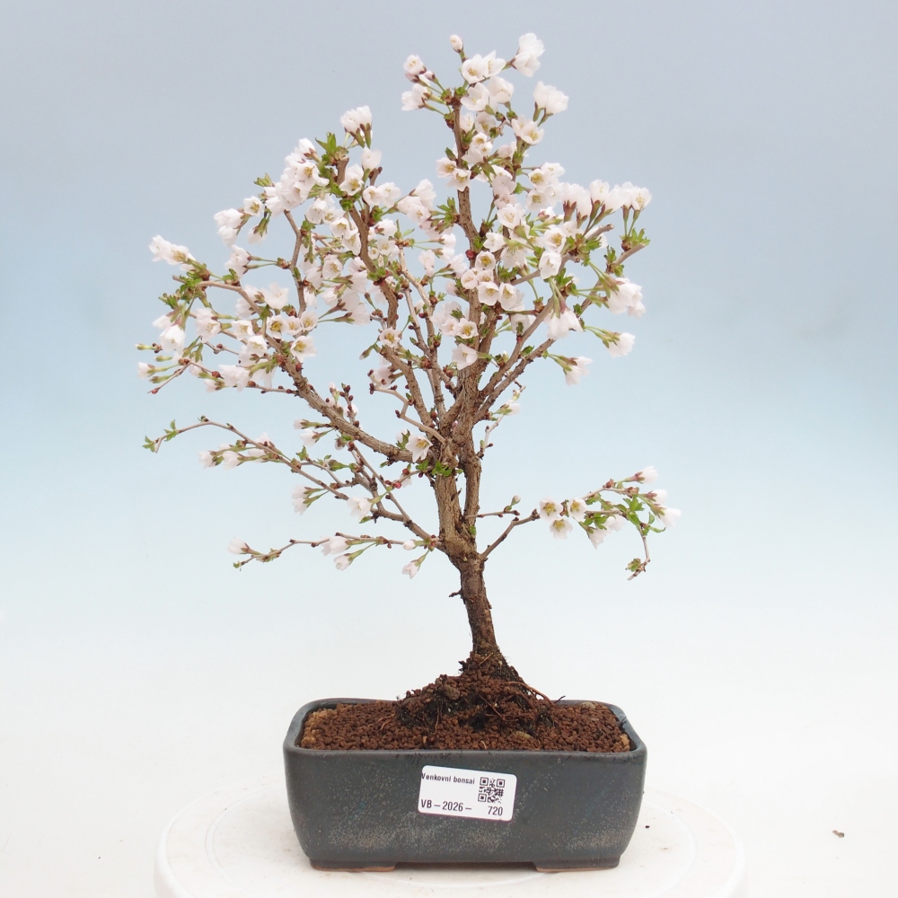 Outdoor bonsai - Prunus incisa Kojou-no mai-Plivon cut out