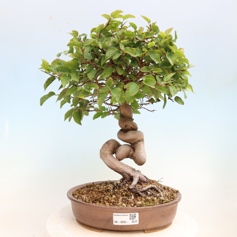 Outdoor bonsai -Carpinus CARPINOIDES - Korean Hornbeam