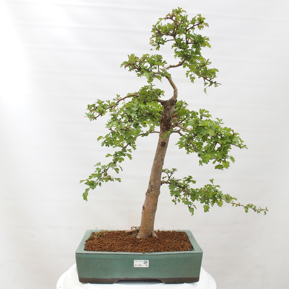 Outdoor bonsai - Hawthorn - Crataegus monogyna