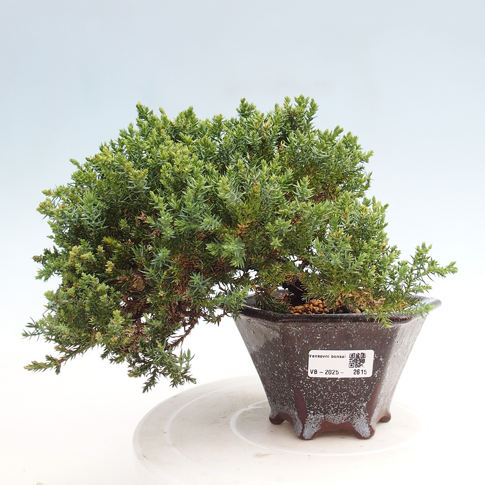 Outdoor bonsai - Juniperus procumbens - Prostrate Juniper