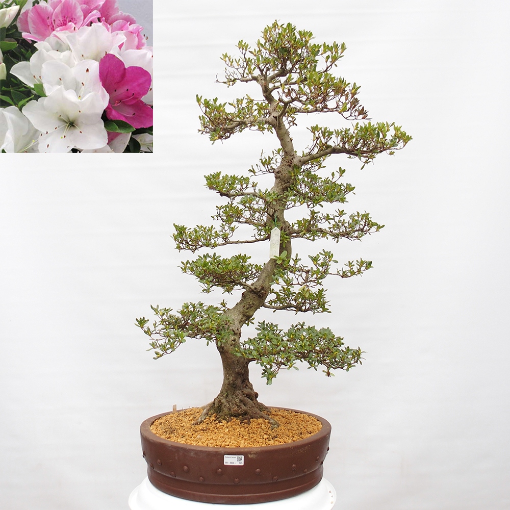 Outdoor bonsai - Japanese Azalea - Azalea Ai-no-Tsuki
