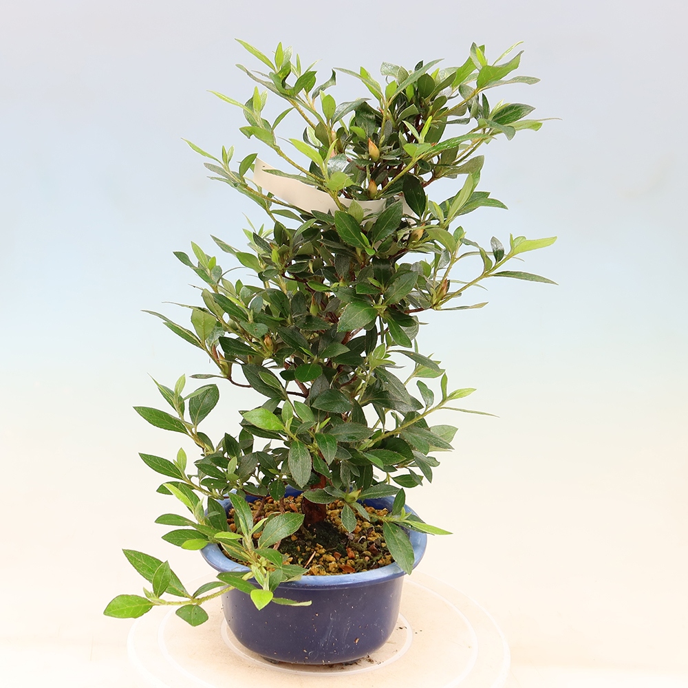 Outdoor bonsai - Japanese Azalea - Azalea Shinsei