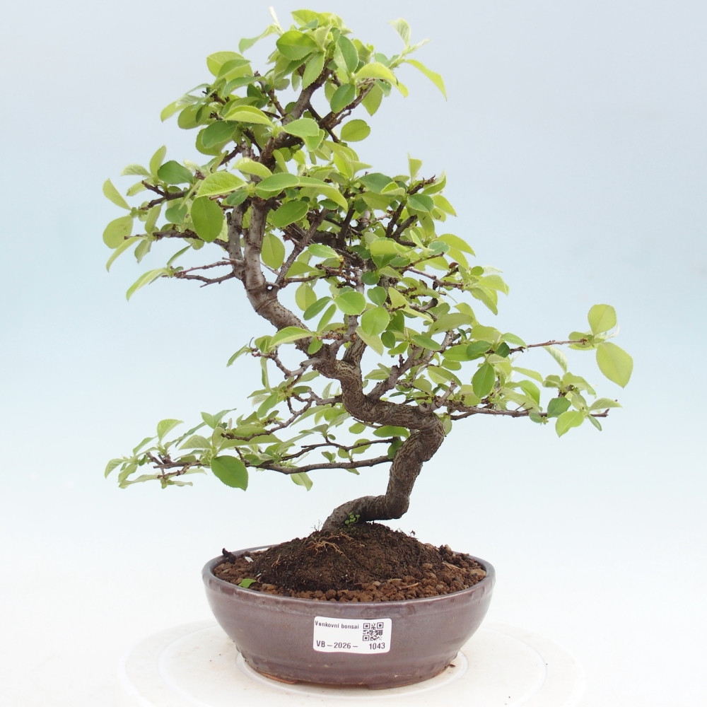 Outdoor bonsai - Chaneomeles chinensis