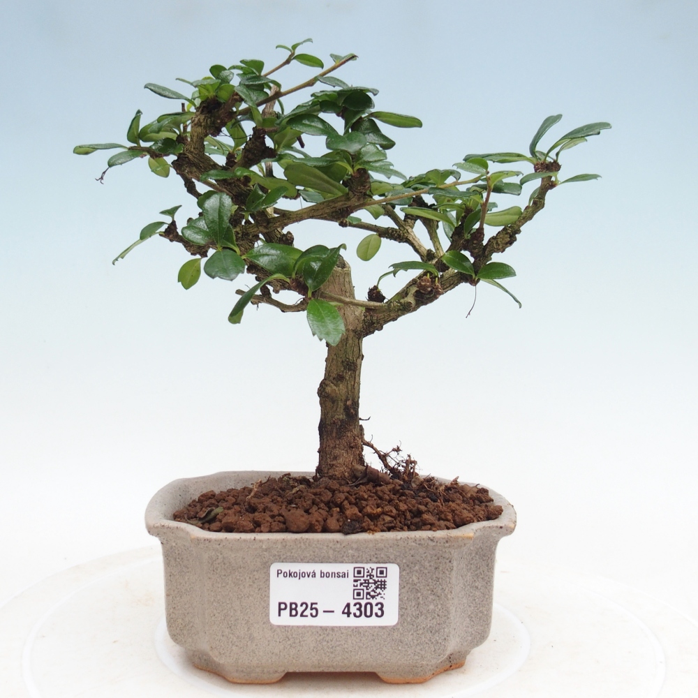 Room bonsai - Carmona macrophylla - Tea fuki