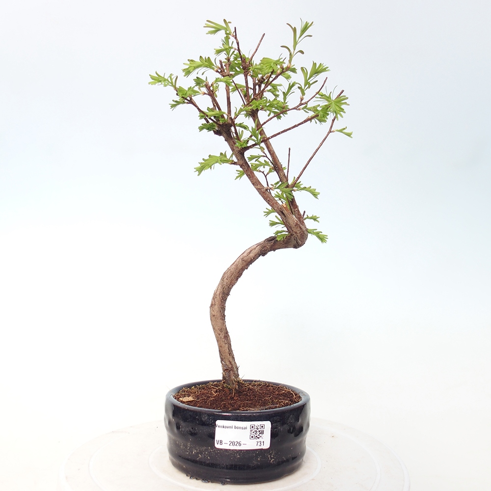 Outdoor bonsai - Metasequoia glyptostroboides - Chinese Metasequoia