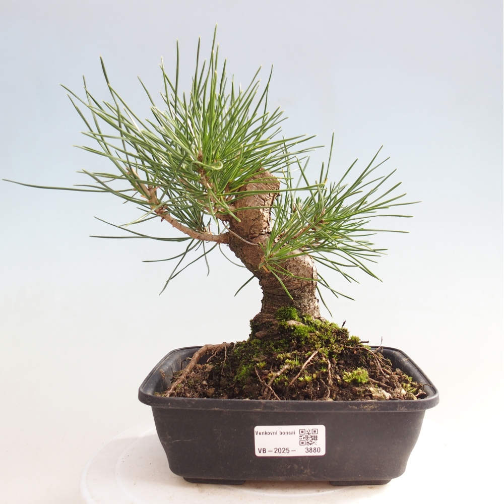 Outdoor bonsai - Pinus thunbergii - Thunberg pine