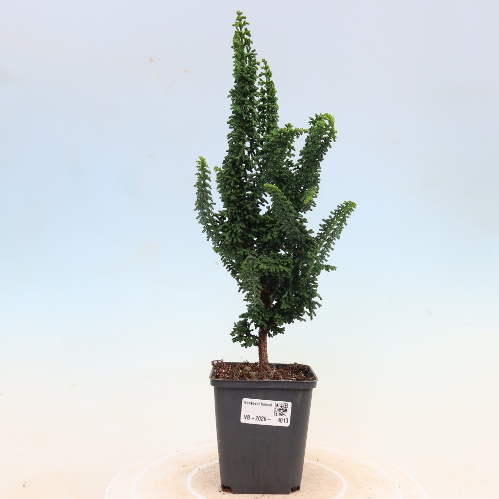 Outdoor bonsai - Cham. obtusa SEKKA HINOKI - Cypress