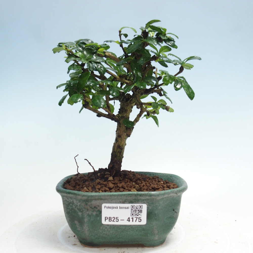 Room bonsai - Carmona macrophylla - Tea fuki