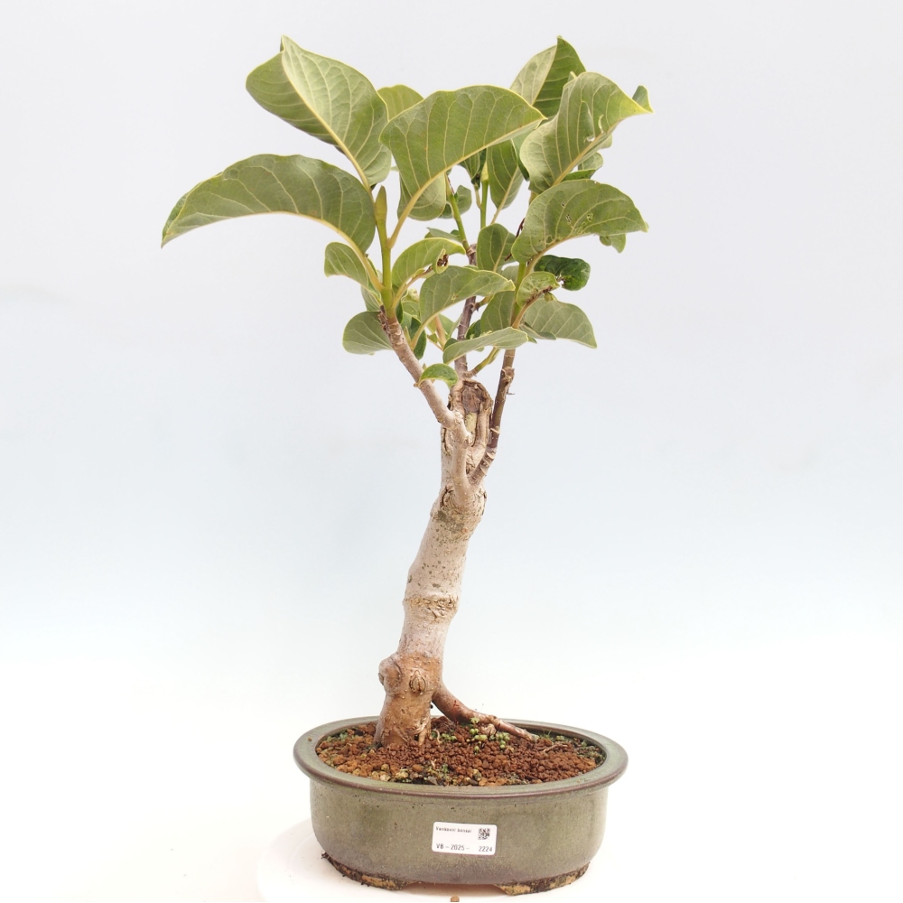 Outdoor bonsai - Magnolia Black Tulip - Magnolia