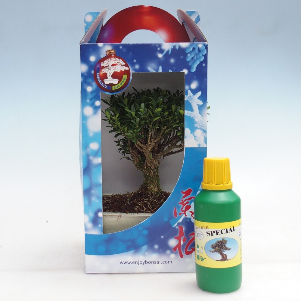 Room bonsai in gift box Buxus harlandii - cork buxus