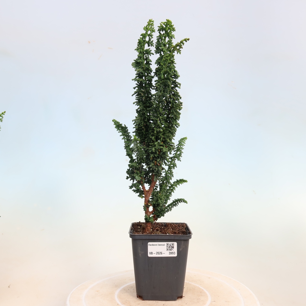 Outdoor bonsai - Cham. obtusa SEKKA HINOKI - Cypress
