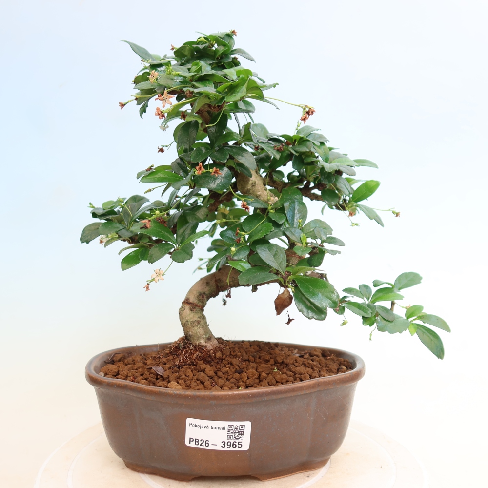 Room bonsai - Carmona macrophylla - Tea fuki
