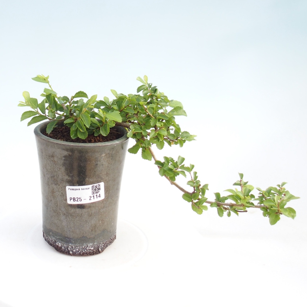 Indoor bonsai - Grewia occidentalis - Lavender star