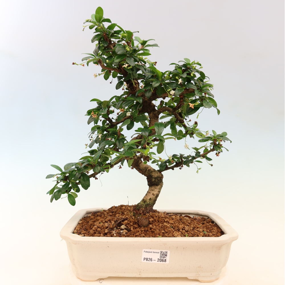 Room bonsai - Carmona macrophylla - Tea fuki