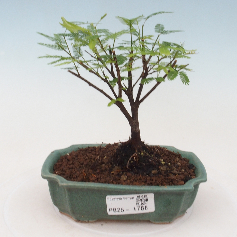 Room bonsai-Calliandra surinamensis Dixie Pink -Kaliandra of Suria