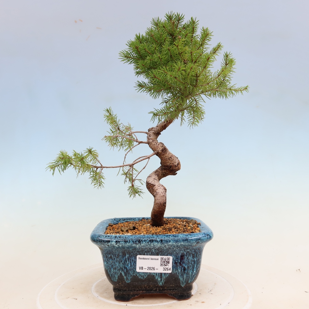 Outdoor bonsai - Spruce - Picea glauca globe