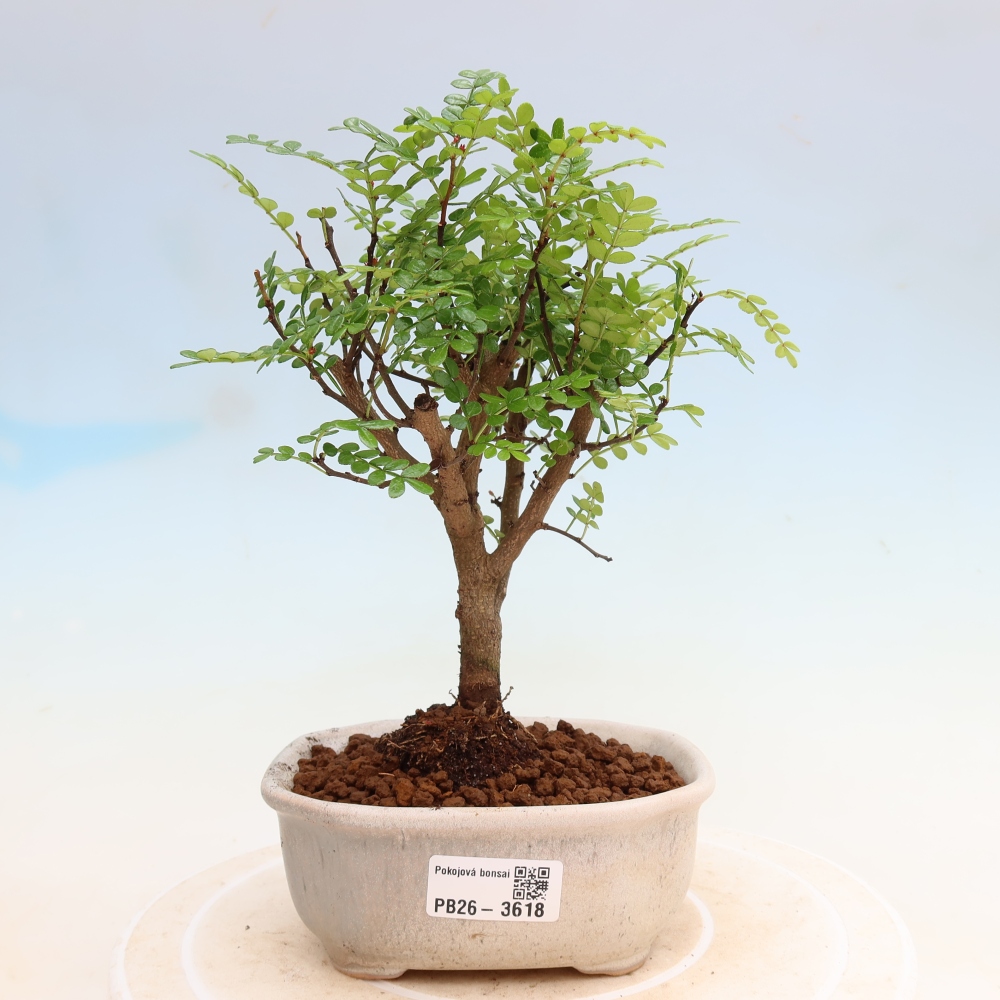 Room bonsai - Zantoxylum piperitum - pepper tree