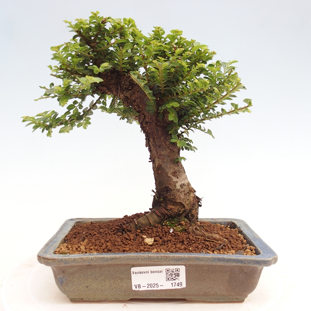 Outdoor bonsai - Ulmus parvifolia Hokkaido - Chinese elm