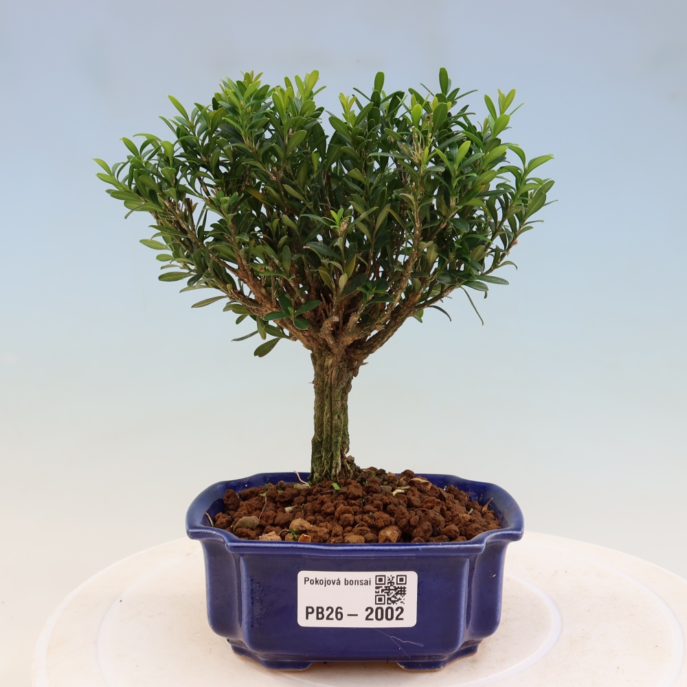 Room bonsai - Buxus harlandii - cork buxus
