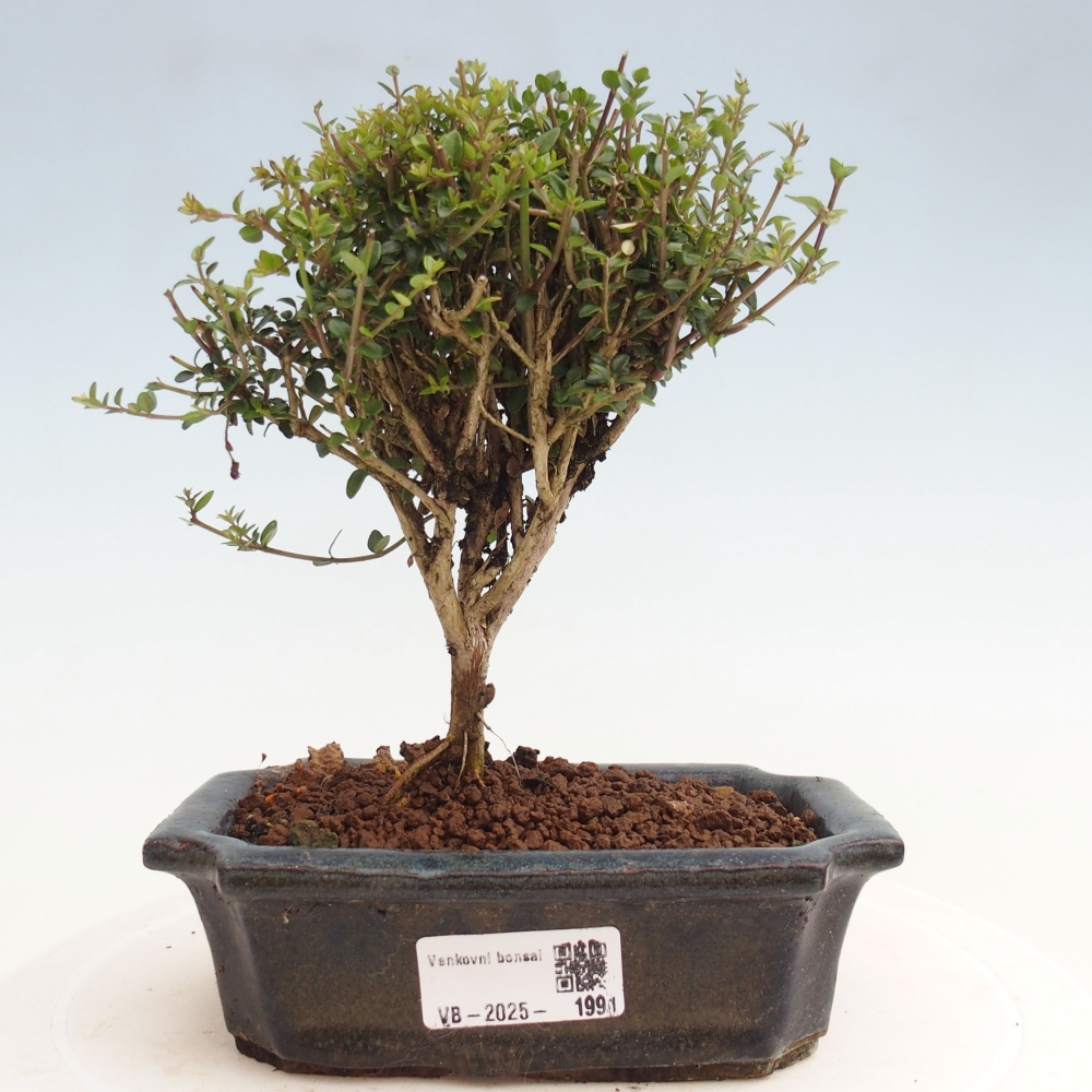 Outdoor bonsai-Lonicera nitida Twiggy -Honeysuckle