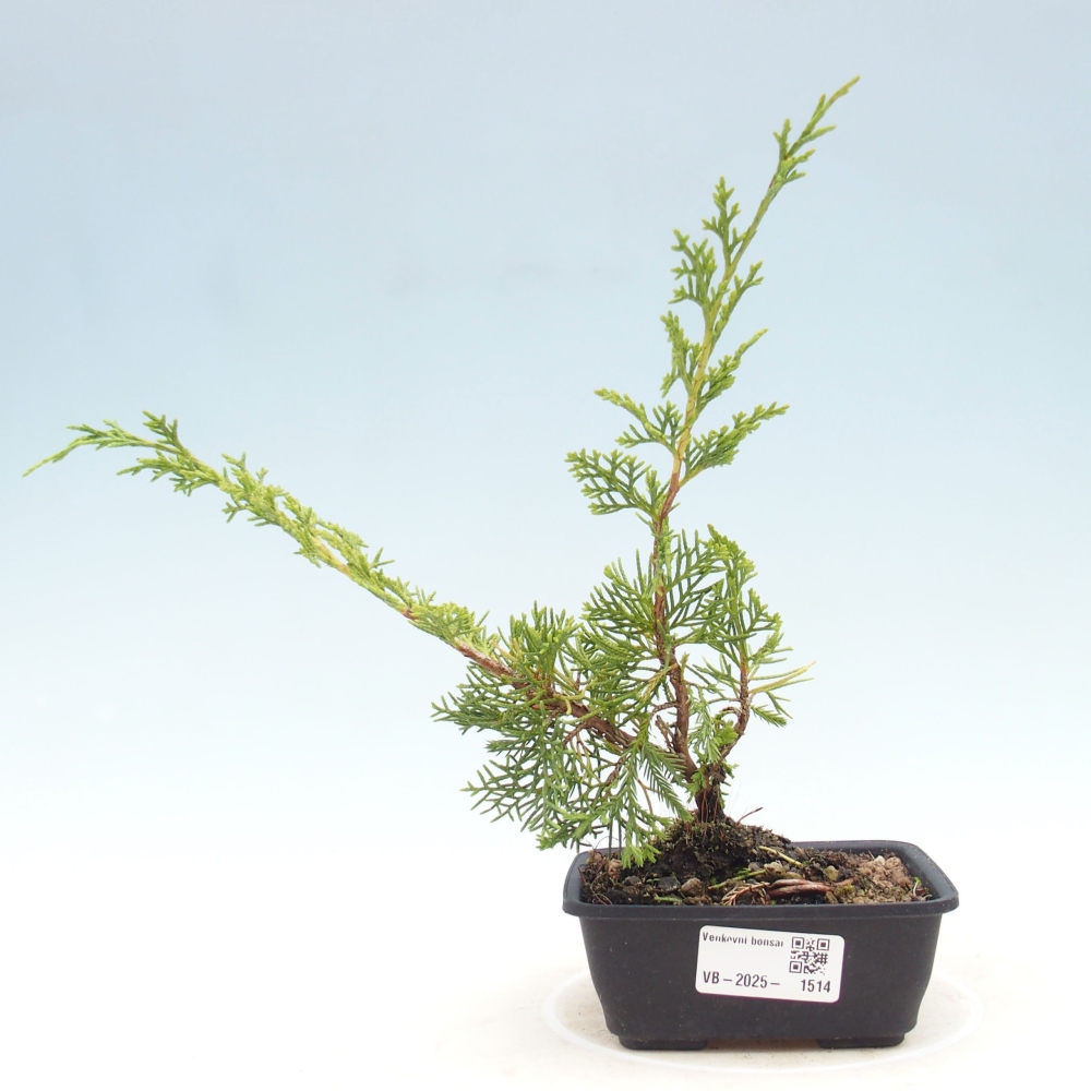 Outdoor bonsai - Juniperus chinensis Itoigawa - Chinese juniper
