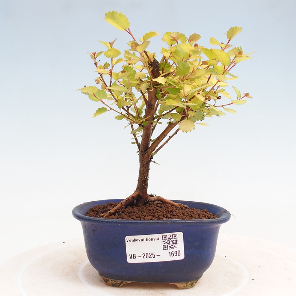 Outdoor bonsai - dwarf birch - Betula NANA Treasure