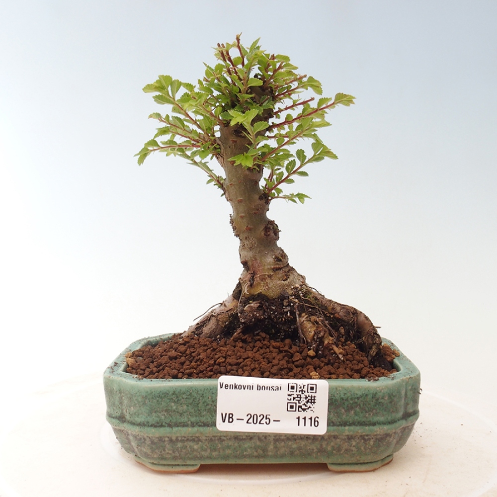Outdoor bonsai - Ulmus parvifolia Sagei - Small-leaved elm